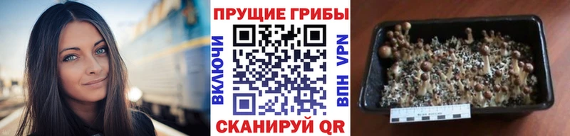 Галлюциногенные грибы MAGIC MUSHROOMS  Купить где  Дмитровск 